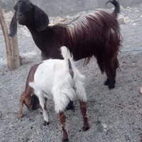 گیسه زه اول باکهره نرریگان