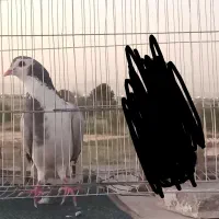 کفتر|پرنده|اصفهان, ناصرخسرو|دیوار