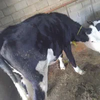 گاو گوساله تلیسه شکم اول سیمنتال درجه1|حیوانات مزرعه|تبریز, |دیوار