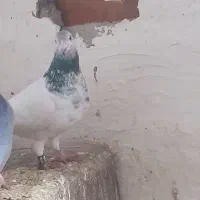 کبوتر کله سبز|پرنده|نگین شهر, |دیوار