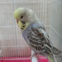 جوجه مرغ عشق انگلیسی و رینبو