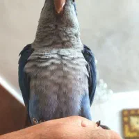 طوطی راهب|پرنده|ری, امین آباد|دیوار