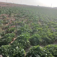 سلام سبزی شوید وگشنیز واسفناج تمیز|خوردنی و آشامیدنی|گرمسار, |دیوار