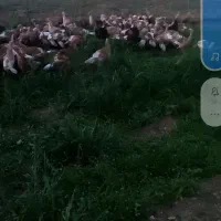 بوقلمون