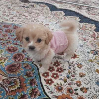 پامر اشپیتز