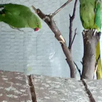 طوطی ملنگو|پرنده|محمودآباد, |دیوار