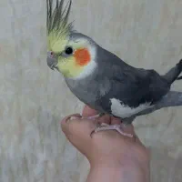 عروس هلندی