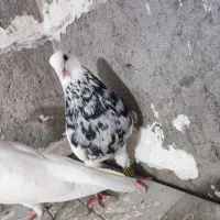 کبوتر|پرنده|همدان, |دیوار