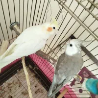 جفت ۱۰۰٪ مولد عروس هلندی