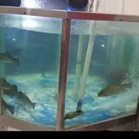 وان بزرگ ماهی