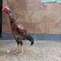 تخم نطفه دار لاری