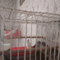 پرنده فنج گلد نرگسی نروماده