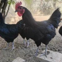 خروس تمام سیاه جوان ارگانیک خانگی|حیوانات مزرعه|تهران, شهرک امام خمینی|دیوار