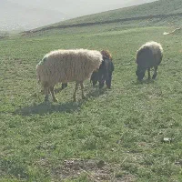 گوسفند زنده با قصاب همه نوع بره.نر و ماده