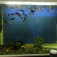 ماهی گوپی و مولی