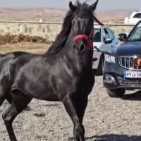 اسب عرب کرد