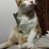 گربه ماده