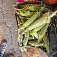 بلال  وچای اتیشی