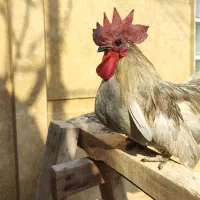 خروس جاپنیز اصل|حیوانات مزرعه|رشت, نخودچر|دیوار