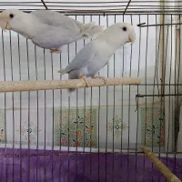 کوتوله  مولد مارال یاسی رنگ خاص