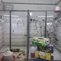 پرنده سرای خلیج(بار جدیدکبوتر)