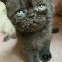 واگذاری بچه گربه|گربه|مشهد, عنصری|دیوار