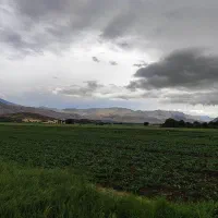 اجاره زمین کشاورزی چمچمال