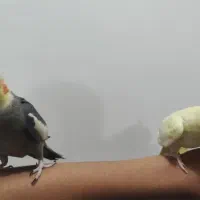 فروش عروس هلندی جفت دستیه دستی