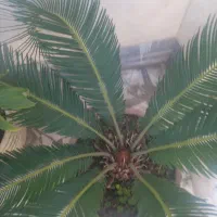 سیکاس گلدونی و پیاز سیکاس