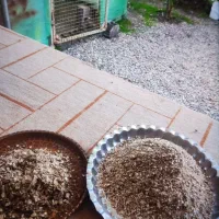 پوست بادام آسیاب شده برای دامداری|گل و گیاه طبیعی|رودبنه, |دیوار