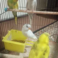 مرغ عشق معاوضه