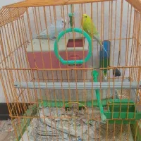 یک جفت مرغ عشق بالغ