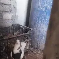 تعدادی کبوتر فروشی قیمت مناسب