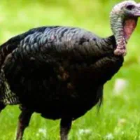 بوقلمون محلی