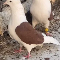 کبوتر پشت دار