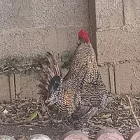 خروس‌امروک