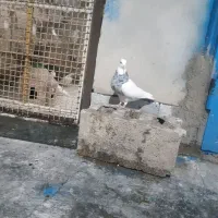 معاوضه کبوتر با ضبط ماشین