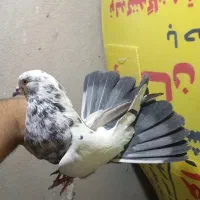 کبوتر پرشی غریب|پرنده|کوهدشت, |دیوار