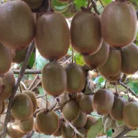 5000متر باغ کیوی پر حاصل درلیسار تالش