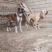 جفت حیون گوسفندی رمتاز اجیر ب زمانت گله همه‌