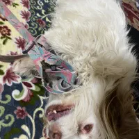 سگ باهوش|سگ|یاسوج, |دیوار