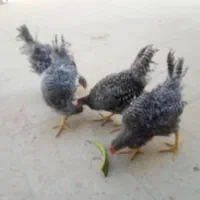 نیمچه خروس ومرغ آمروک اصل|حیوانات مزرعه|یزد, |دیوار