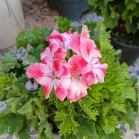 گلهای زیبا
