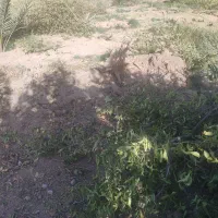 باغ انجیر نو نهال|فروش زمین و ملک کلنگی|شیراز, گلکوب|دیوار