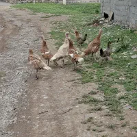 بوقلمون