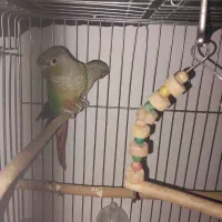 طوطی گرینچیک جفت