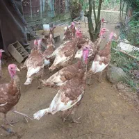 فروش بوقلمو جوان محلی|حیوانات مزرعه|رودسر, |دیوار