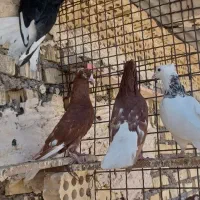 پرنده رنگی|پرنده|کارون, |دیوار