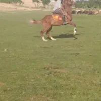 نریان عرب ۳ساله صورت دار سواریدار