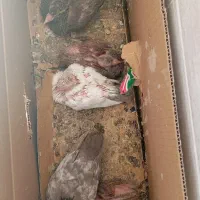 جوجه کفتر رنگی